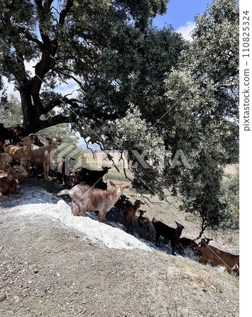 A group of goats under the tree A group of goats under the tree 110825324