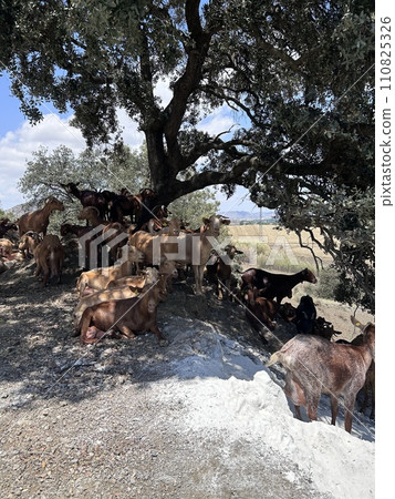 A group of goats under the tree A group of goats under the tree 110825326