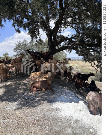 A group of goats under the tree A group of goats under the tree 110825328