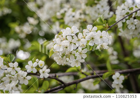 Abundant flowering cherry. Branches are abundantly with delicate white flowers 110825353