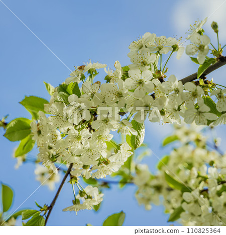 Branches of Cherry blossoms on tree under blue sky. Beautiful Sakura flowers during spring season 110825364