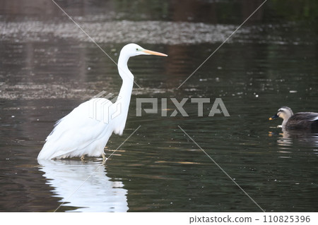 A white great egret standing in a pond 110825396