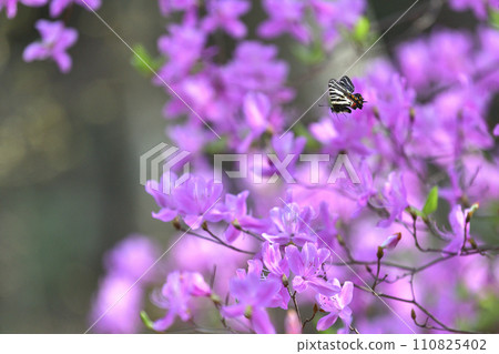 An early spring scene of golden butterflies and azaleas flying around in search of nectar 110825402