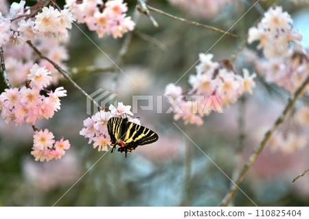 岐阜蝴蝶從垂枝櫻花吸蜜，春天的景色 110825404