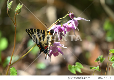 雌性蝴蝶棲息在淫羊藿上吸收花蜜 雌性蝴蝶棲息在淫羊藿上吸收花蜜 110825407