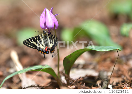 Gifu butterfly sucking honey with an anthorn, early spring scenery 110825411