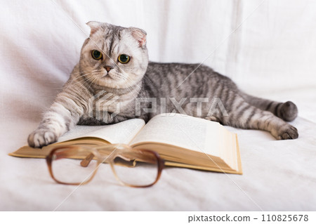 Smart scottish fold cat lying near open book and eyeglasses 110825678