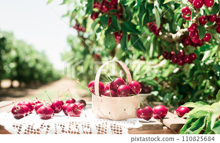 cherry, fruit, tree 110825684