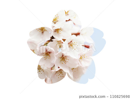 櫻花 110825698