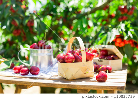 Still life of cherries on table in garden 110825739