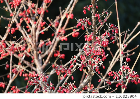 Cornelian tree with many red berries on black background Cornelian tree with many red berries on black background 110825904