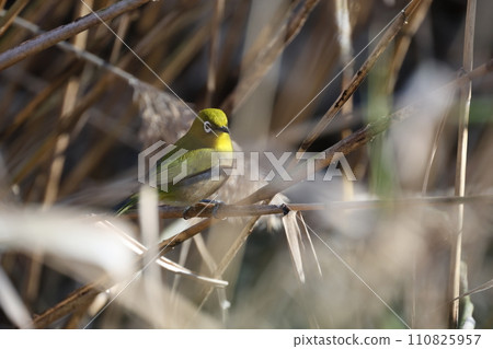 White-eye lurking among the dry grass 110825957