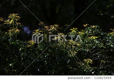 Asebi buds 110825959