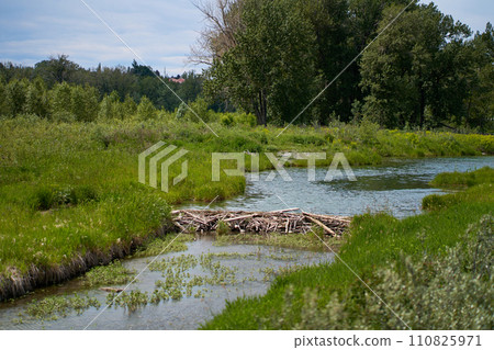 The beaver dam is built on a river in the forest. Calm, sunny summer weather. 110825971