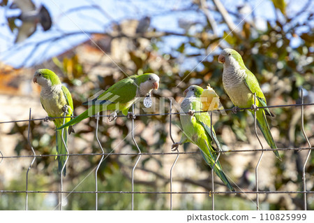 Parrot. Argentine parrot eating on a railing outdoors with copy space. A pair of Argentine parrots hanging and fluttering on the branches of a tree. Bird in a park in Barcelona. City of Spain. Photo. Parrot. Argentine parrot eating on a railing outdoors with copy space. A pair of Argentine parrots hanging and fluttering on the branches of a tree. Bird in a park in Barcelona. City of Spain. Photo. 110825999