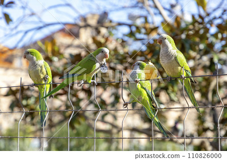 Parrot. Argentine parrot eating on a railing outdoors with copy space. A pair of Argentine parrots hanging and fluttering on the branches of a tree. Bird in a park in Barcelona. City of Spain. Photo. 110826000
