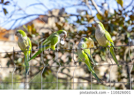 Parrot. Argentine parrot eating on a railing outdoors with copy space. A pair of Argentine parrots hanging and fluttering on the branches of a tree. Bird in a park in Barcelona. City of Spain. Photo. Parrot. Argentine parrot eating on a railing outdoors with copy space. A pair of Argentine parrots hanging and fluttering on the branches of a tree. Bird in a park in Barcelona. City of Spain. Photo. 110826001