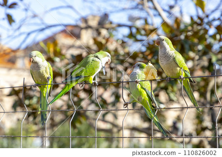 Parrot. Argentine parrot eating on a railing outdoors with copy space. A pair of Argentine parrots hanging and fluttering on the branches of a tree. Bird in a park in Barcelona. City of Spain. Photo. Parrot. Argentine parrot eating on a railing outdoors with copy space. A pair of Argentine parrots hanging and fluttering on the branches of a tree. Bird in a park in Barcelona. City of Spain. Photo. 110826002