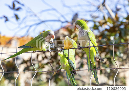 Parrot. Argentine parrot eating on a railing outdoors with copy space. A pair of Argentine parrots hanging and fluttering on the branches of a tree. Bird in a park in Barcelona. City of Spain. Photo. 110826003
