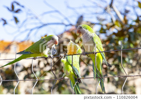 Parrot. Argentine parrot eating on a railing outdoors with copy space. A pair of Argentine parrots hanging and fluttering on the branches of a tree. Bird in a park in Barcelona. City of Spain. Photo. Parrot. Argentine parrot eating on a railing outdoors with copy space. A pair of Argentine parrots hanging and fluttering on the branches of a tree. Bird in a park in Barcelona. City of Spain. Photo. 110826004