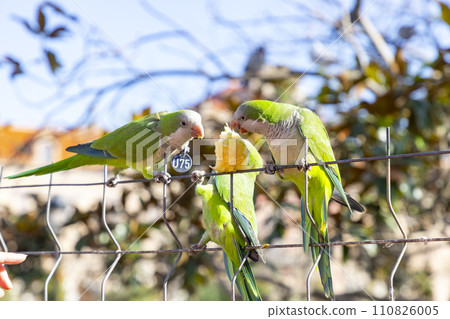 Parrot. Argentine parrot eating on a railing outdoors with copy space. A pair of Argentine parrots hanging and fluttering on the branches of a tree. Bird in a park in Barcelona. City of Spain. Photo. 110826005