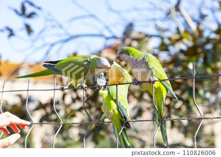 Parrot. Argentine parrot eating on a railing outdoors with copy space. A pair of Argentine parrots hanging and fluttering on the branches of a tree. Bird in a park in Barcelona. City of Spain. Photo. Parrot. Argentine parrot eating on a railing outdoors with copy space. A pair of Argentine parrots hanging and fluttering on the branches of a tree. Bird in a park in Barcelona. City of Spain. Photo. 110826006
