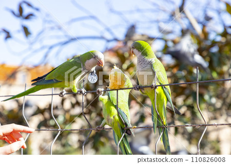 Parrot. Argentine parrot eating on a railing outdoors with copy space. A pair of Argentine parrots hanging and fluttering on the branches of a tree. Bird in a park in Barcelona. City of Spain. Photo. Parrot. Argentine parrot eating on a railing outdoors with copy space. A pair of Argentine parrots hanging and fluttering on the branches of a tree. Bird in a park in Barcelona. City of Spain. Photo. 110826008