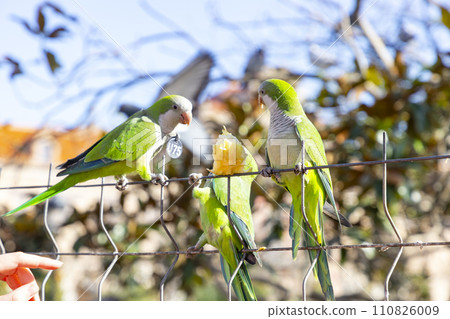 Parrot. Argentine parrot eating on a railing outdoors with copy space. A pair of Argentine parrots hanging and fluttering on the branches of a tree. Bird in a park in Barcelona. City of Spain. Photo. Parrot. Argentine parrot eating on a railing outdoors with copy space. A pair of Argentine parrots hanging and fluttering on the branches of a tree. Bird in a park in Barcelona. City of Spain. Photo. 110826009