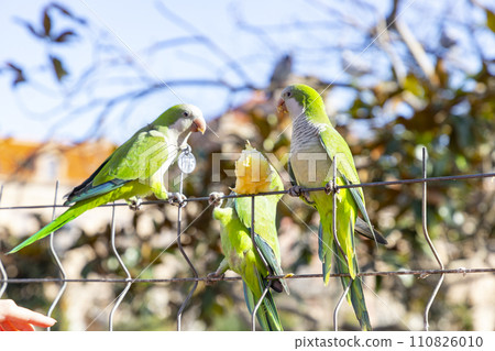 Parrot. Argentine parrot eating on a railing outdoors with copy space. A pair of Argentine parrots hanging and fluttering on the branches of a tree. Bird in a park in Barcelona. City of Spain. Photo. Parrot. Argentine parrot eating on a railing outdoors with copy space. A pair of Argentine parrots hanging and fluttering on the branches of a tree. Bird in a park in Barcelona. City of Spain. Photo. 110826010