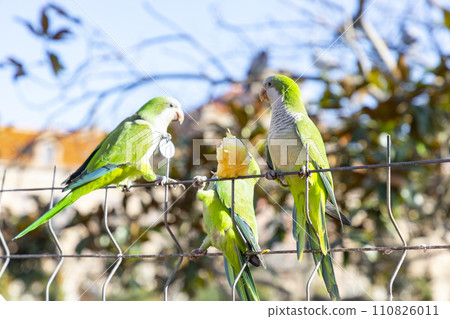 Parrot. Argentine parrot eating on a railing outdoors with copy space. A pair of Argentine parrots hanging and fluttering on the branches of a tree. Bird in a park in Barcelona. City of Spain. Photo. Parrot. Argentine parrot eating on a railing outdoors with copy space. A pair of Argentine parrots hanging and fluttering on the branches of a tree. Bird in a park in Barcelona. City of Spain. Photo. 110826011