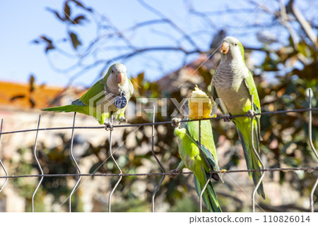 Parrot. Argentine parrot eating on a railing outdoors with copy space. A pair of Argentine parrots hanging and fluttering on the branches of a tree. Bird in a park in Barcelona. City of Spain. Photo. 110826014