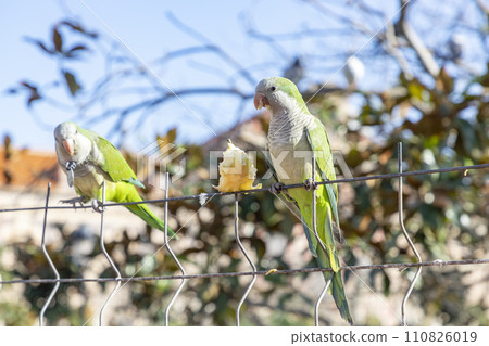 Parrot. Argentine parrot eating on a railing outdoors with copy space. A pair of Argentine parrots hanging and fluttering on the branches of a tree. Bird in a park in Barcelona. City of Spain. Photo. Parrot. Argentine parrot eating on a railing outdoors with copy space. A pair of Argentine parrots hanging and fluttering on the branches of a tree. Bird in a park in Barcelona. City of Spain. Photo. 110826019