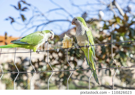 Parrot. Argentine parrot eating on a railing outdoors with copy space. A pair of Argentine parrots hanging and fluttering on the branches of a tree. Bird in a park in Barcelona. City of Spain. Photo. Parrot. Argentine parrot eating on a railing outdoors with copy space. A pair of Argentine parrots hanging and fluttering on the branches of a tree. Bird in a park in Barcelona. City of Spain. Photo. 110826023