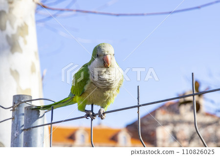 Parrot. Argentine parrot eating on a railing outdoors with copy space. A pair of Argentine parrots hanging and fluttering on the branches of a tree. Bird in a park in Barcelona. City of Spain. Photo. 110826025
