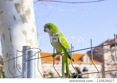 Parrot. Argentine parrot eating on a railing outdoors with copy space. A pair of Argentine parrots hanging and fluttering on the branches of a tree. Bird in a park in Barcelona. City of Spain. Photo. 110826027