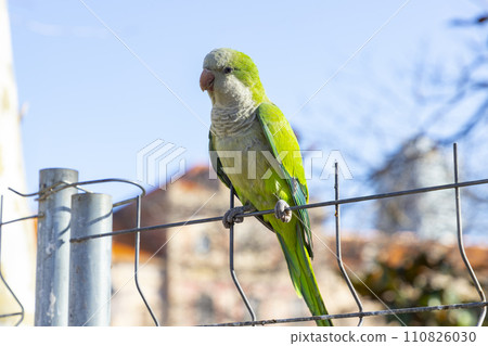 Parrot. Argentine parrot eating on a railing outdoors with copy space. A pair of Argentine parrots hanging and fluttering on the branches of a tree. Bird in a park in Barcelona. City of Spain. Photo. Parrot. Argentine parrot eating on a railing outdoors with copy space. A pair of Argentine parrots hanging and fluttering on the branches of a tree. Bird in a park in Barcelona. City of Spain. Photo. 110826030