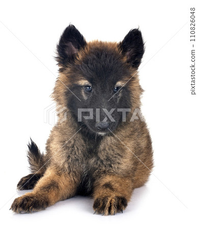 puppy tervueren in studio 110826048