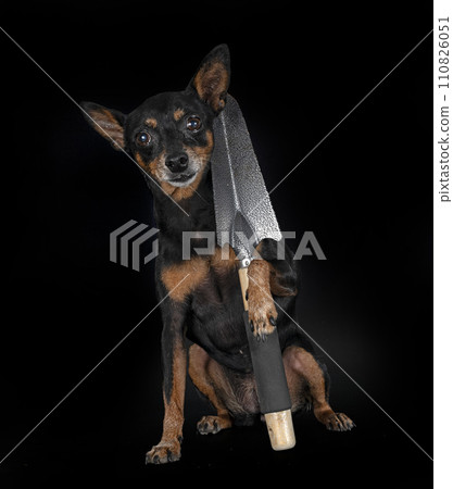 miniature pinscher in studio miniature pinscher in studio 110826051