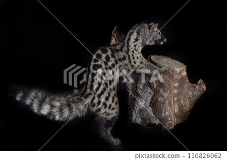 Common genet in studio 110826062