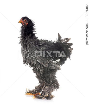curly Brahma chicken 110826063