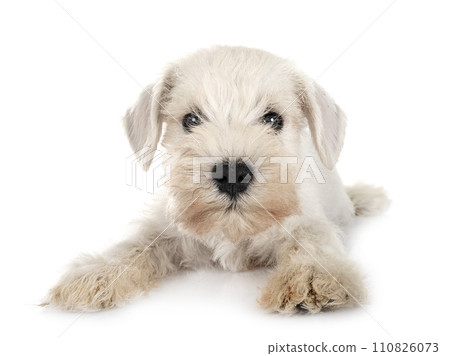 miniature schnauzer in studio 110826073