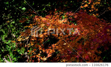 Autumn leaves Autumn leaves 110826176