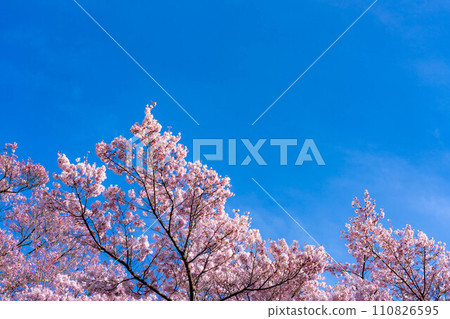 [Spring material] Cherry blossoms and blue sky at Takato Castle Ruins Park [Nagano Prefecture] 110826595
