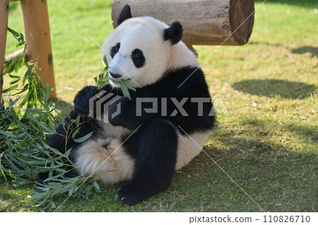 湯濱開始吃竹子 110826710