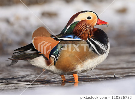 Mandarin duck portrait in winter, Quebec, Canada Mandarin duck portrait in winter, Quebec, Canada 110826783