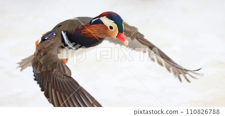 Mandarin duck portrait in winter, Quebec, Canada 110826788