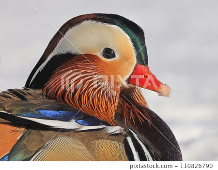 Mandarin duck portrait in winter, Quebec, Canada 110826790