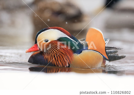 Mandarin duck portrait in winter, Quebec, Canada 110826802