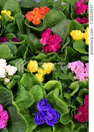 Colorful flowers Colorful flowers 110826847