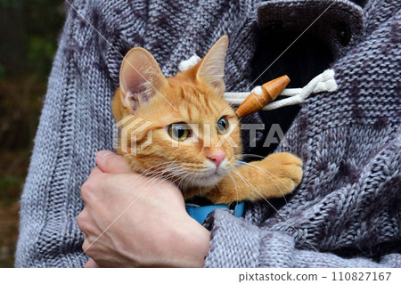 kitten being held by owner 110827167